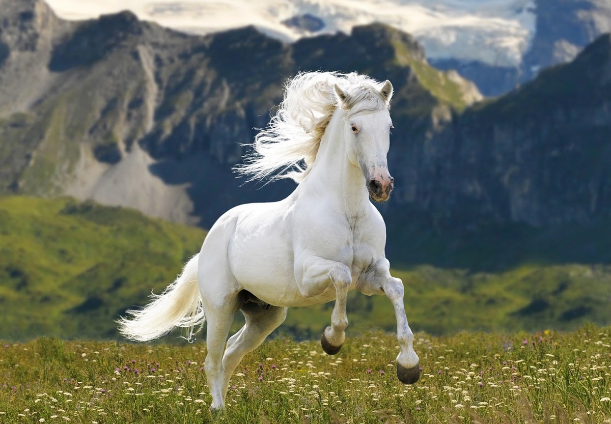 Самые Красивые Белые Лошади В Мире
