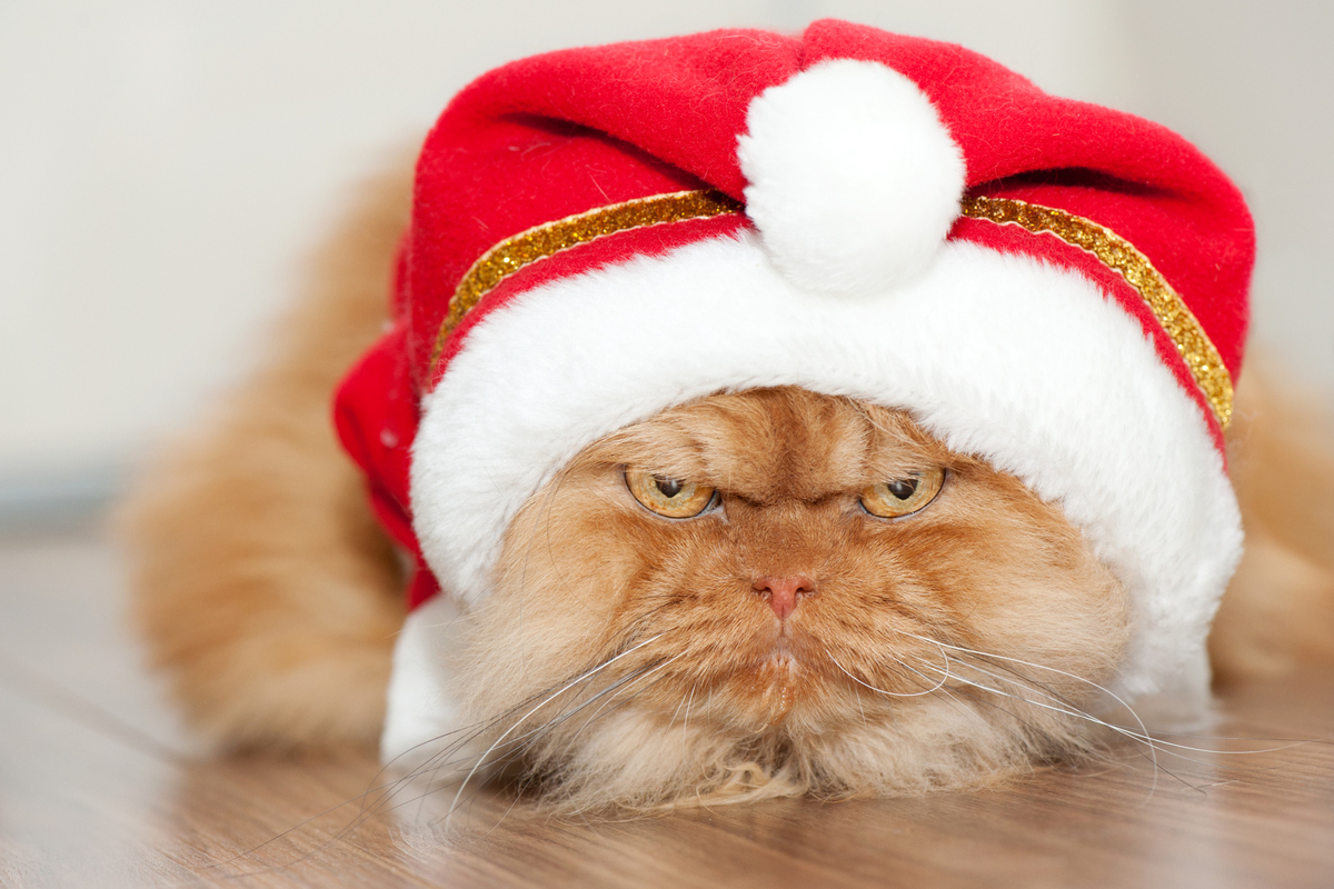 Котик в шапке Деда Мороза