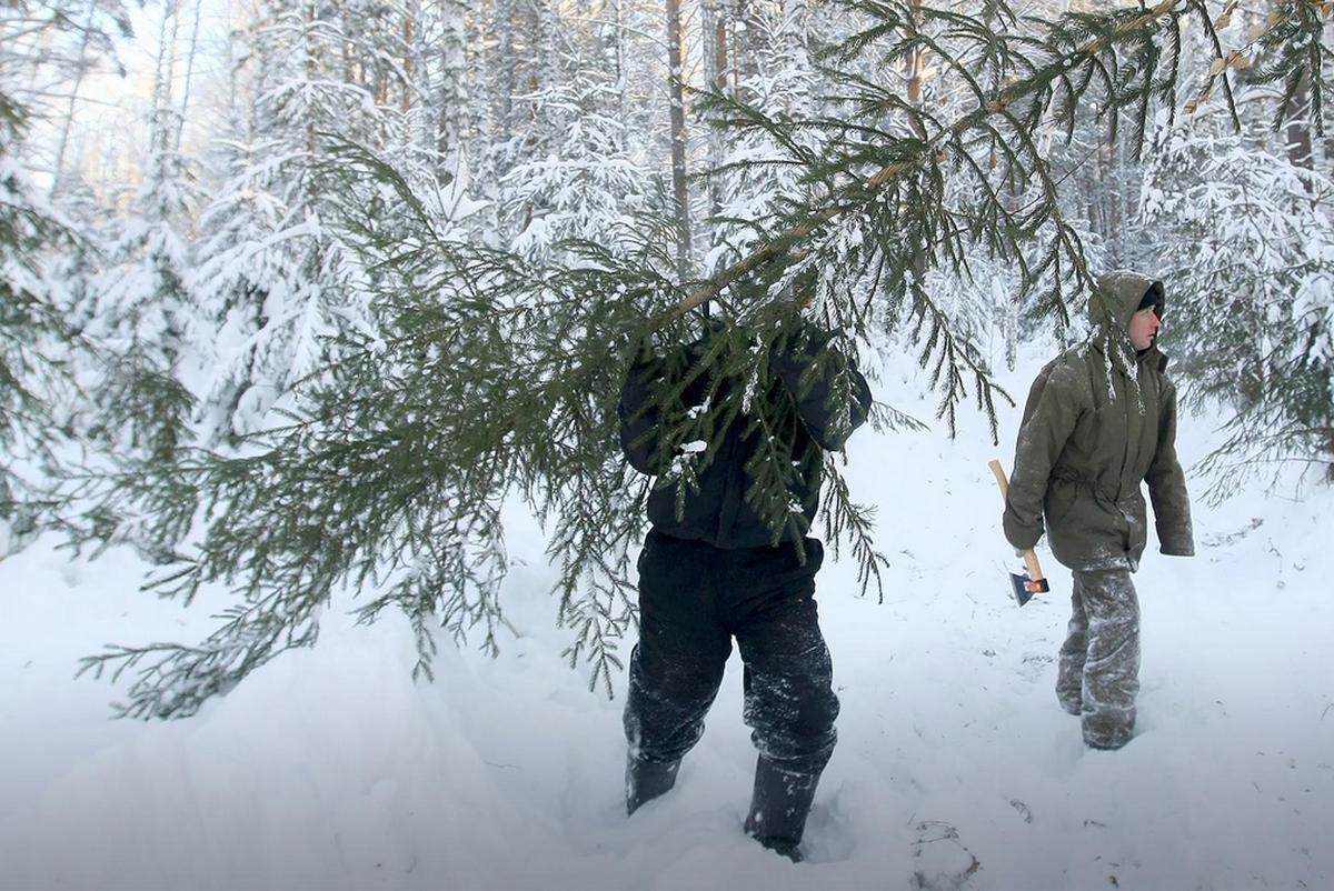 В лесу упала ель. Вырубка елка. Лесничество зимой. Срубленные елочки в лесу. Срубил елку.