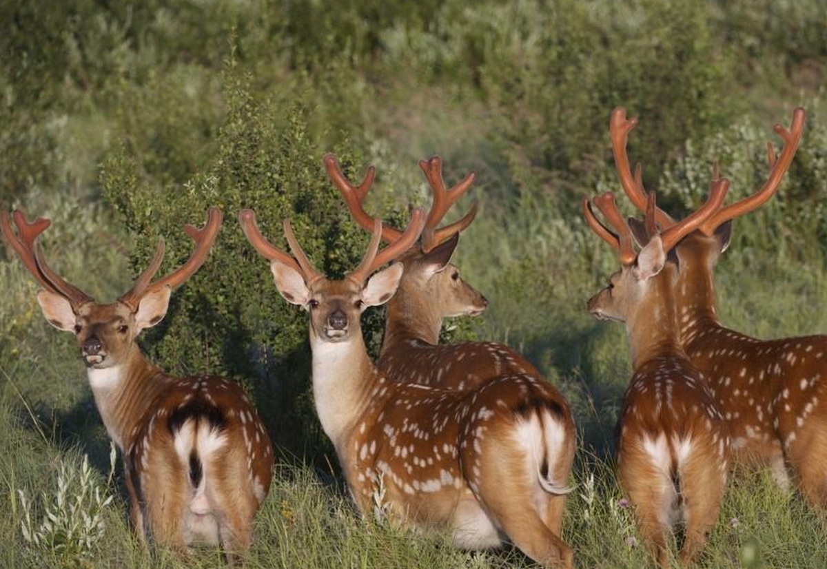Южный олень. Животный мир. Олени в Саратовской области. Животные России. Семья оленей.